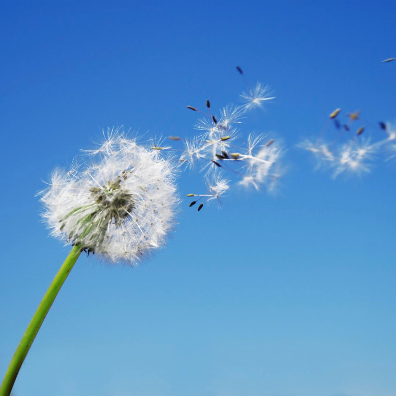 Fleur de pissenlit dont les pétales sont emportés par le vent.